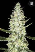 (Bild für) Auto Special Skunk female