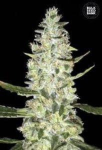 (Bild für) Auto Special Skunk female