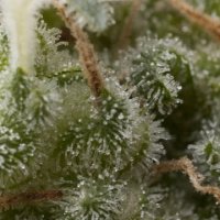(Bild für) Auto Super Hash female