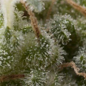 (Bild für) Auto Super Hash female