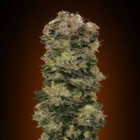 (Bild für) Auto Sweet Somango fem