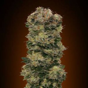 (Bild für) Auto Sweet Somango fem