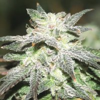 (Bild für) Sweet Tooth Autoflower fem