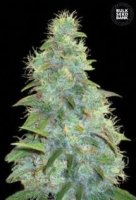(Bild für) Auto Sweet Tooth female