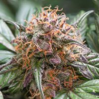 (Bild für) Auto Trichome & Cream