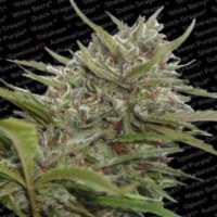 (Bild für) Auto White Berry fem