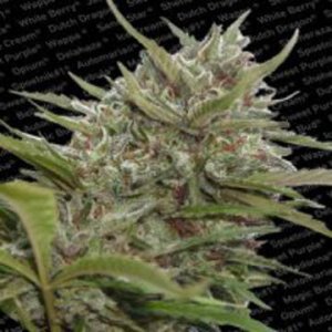 (Bild für) Auto White Berry fem