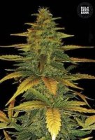 (Bild für) Auto White Prussian female