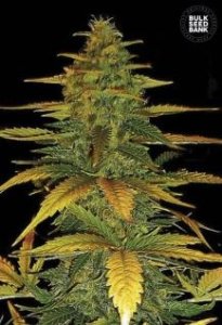 (Bild für) Auto White Prussian female