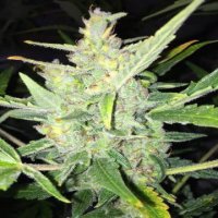 (Bild für) Auto White Widow x Big Bud female