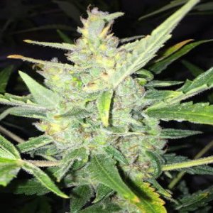 (Bild für) Auto White Widow x Big Bud female