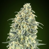(Bild für) White Widow Auto XXL fem