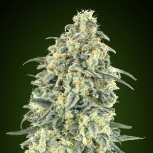 (Bild für) White Widow Auto XXL fem