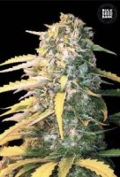(Bild für) Auto White Widow female