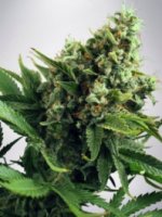 (Bild für) Auto White Widow fem