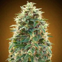 (Bild für) Autoflowering Collection #3