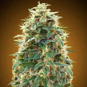 (Bild für) Autoflowering Collection #3