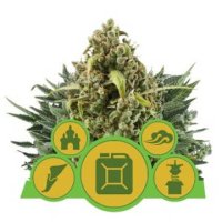 (Bild für) Royal Queen Autoflowering Mix