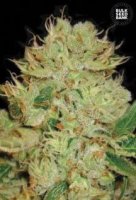 (Bild für) Auto Bigger Bud female