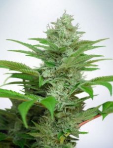 (Bild für) Auto CBD Star fem
