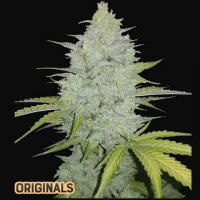 (Bild für) Cheese Auto fem
