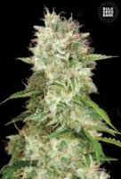 (Bild für) Auto Cheese female