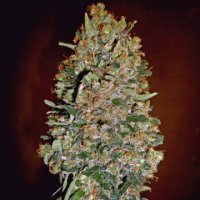 (Bild für) Autoflowering Collection #1