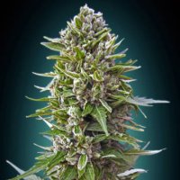 (Bild für) Autoflowering Collection #2