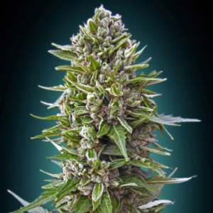 (Bild für) Autoflowering Collection #2
