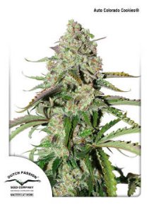 (Bild für) AutoColorado Cookies