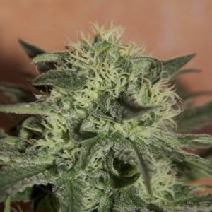 (Bild für) Auto Lemon female