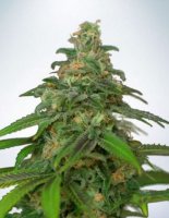 (Bild für) Auto Mandarin Haze fem