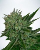 (Bild für) Auto Northern Lights fem
