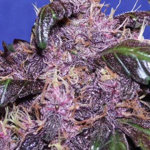 (Bild für) Auto Purple