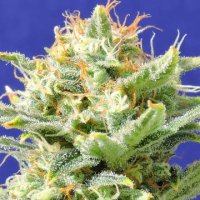 (Bild für) Auto Super Skunk