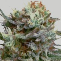 (Bild für) White Widow Autoflower fem