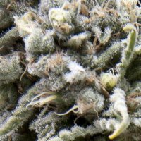 (Bild für) Auto White Widow female