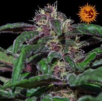 (Bild für) Ayahuasca Purple