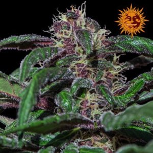 (Bild für) Ayahuasca Purple