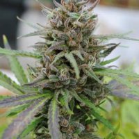 (Bild für) Baby Boom Auto female