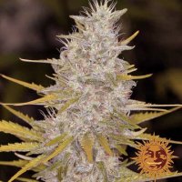 (Bild für) Bad Azz Kush
