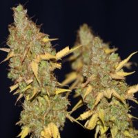 (Bild für) Badazz Cookies OG female