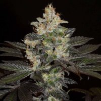 (Bild für) Balkh Hashplant