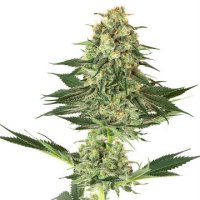(Bild für) Banana Kush fem