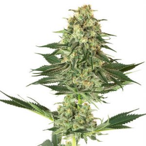 (Bild für) Banana Kush fem