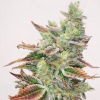 (Bild für) Banana Purp fem