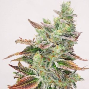 (Bild für) Banana Purp fem