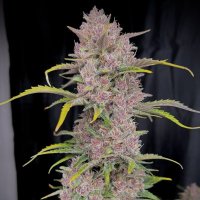 (Bild für) Banana Purple Punch Auto fem