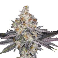 (Bild für) Banana Sherbet Double XL Auto fem