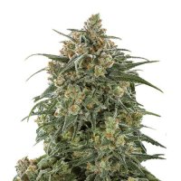 (Bild für) Banana Sherbet fem